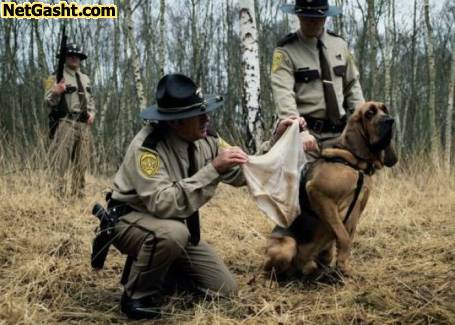 سگ های پلیس شورت یاب آمریکا