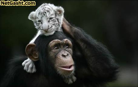 عکس های میمون که حضانت یک بچه ببر را به عهده گرفته