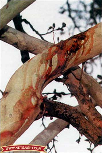 درختی که در عاشورا خون می‌گرید +عكس