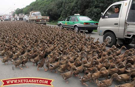 تجمع اعتراض آمیز هزاران اردک معترض