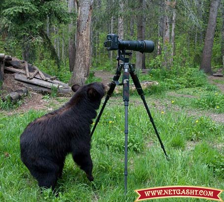 خرس علاقمند به هنر عکاسی