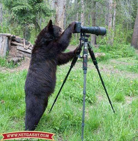 خرس علاقمند به هنر عکاسی