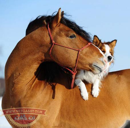 عكس اسب هاي بسيار زيبا