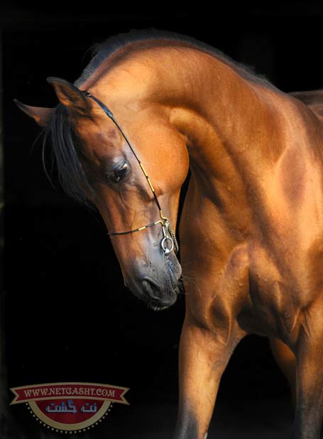 عكس اسب هاي بسيار زيبا