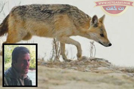 عجیب ولی واقعی: روباهی که از خجالت سکته کرد و مرد+ عکس
