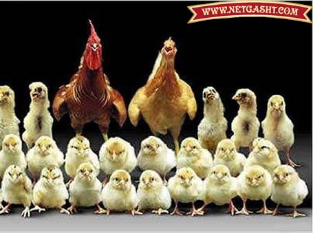 یک خانواده پر جمعیت مرغ و خروسی