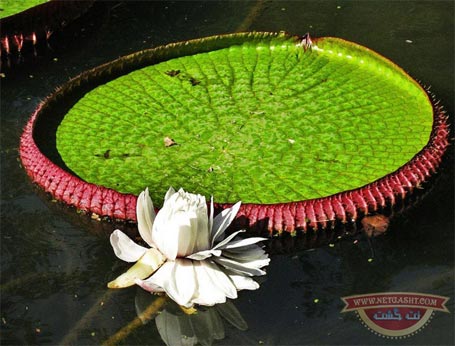 عکس های زیباترین و بزرگترین گیاه گلدار روی زمین - ویکتوریا آمازورنیکا