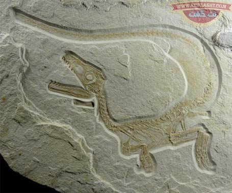 فسیل 135 میلیون ساله دایناسور + عکس