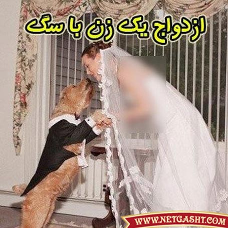 زن آمریکایی در ازدواج پنجمش سگ را به همسری برگزید + عکس