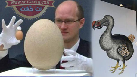 تخم پرنده ماداگاسکاری، بزرگترین تخم پرنده جهان به حراج گذاشته شد