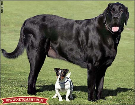 عکس بزرگترین سگ و گاو 