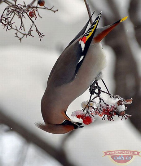 عکس های خیلی خوشگل از پرنده های خیلی خوشگل