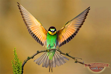 عکس های خیلی خوشگل از پرنده های خیلی خوشگل