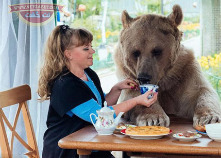 دوستی خاله خرسه، زندگی زوج روسی با یک خرس غول پیکر