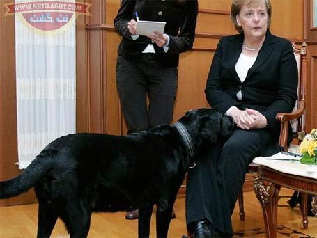 لابرادور سگ سیاه پوتین، زبده ترین افسر حفاظتی است که تاکنون سه بار جانش را نجات داده