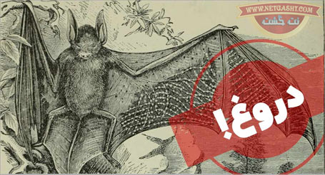 دروغهای کرونایی2- خوردن خفاش زنده توسط چینی ها باعث شیوع ویروس کرونا شده